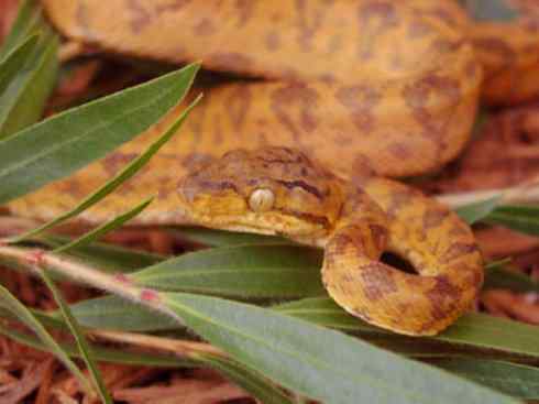 龙：传说的兽原型探秘（树蚺类）