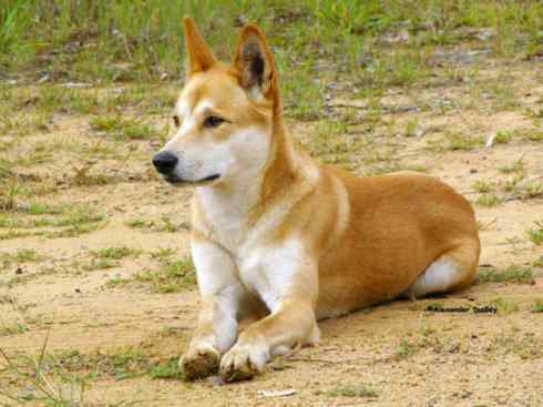 犬科：犬亚科犬属之澳洲野犬、歌唱犬、家犬