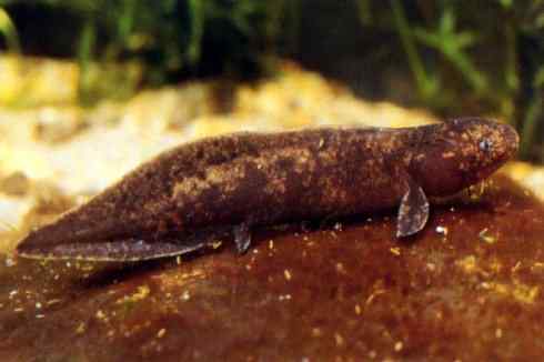 鱼类活化石:澳洲肺鱼 鱼类活化石:澳洲肺鱼