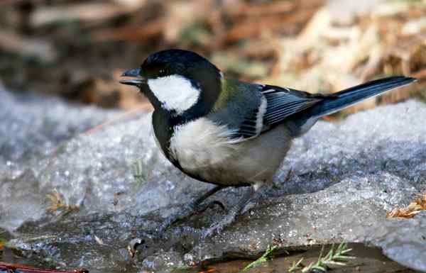 北京植物园赏鸟（二），大山雀（组图）
