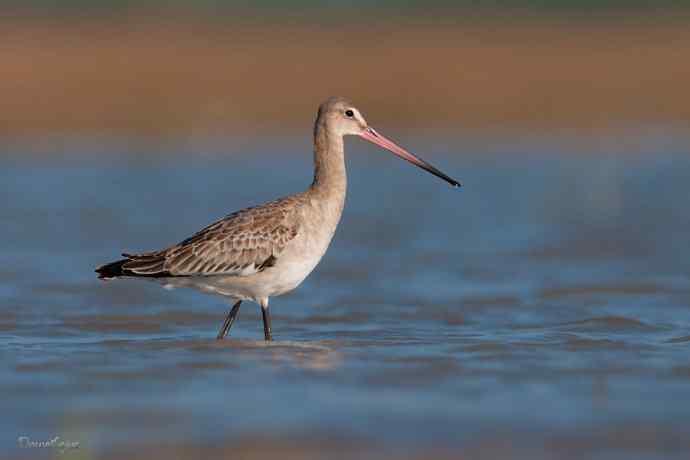 小鸟 wbr伊人 wbr珍珠婚