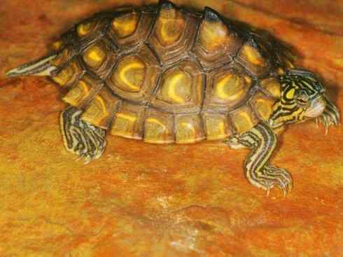 玄武：传说的兽原型探秘（水龟）