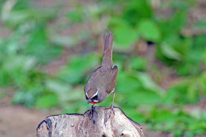 雄性红喉歌鸲(5) 雄性红喉歌鸲(5)