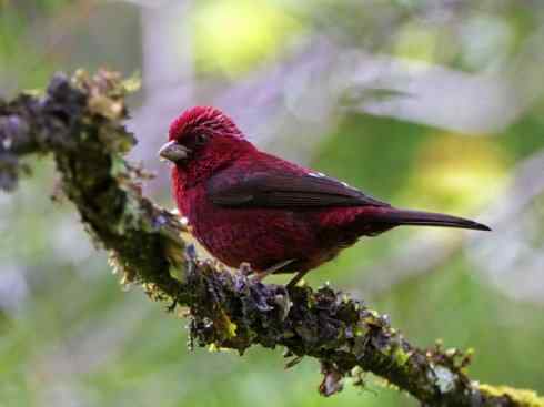 极品红色鸟类：酒红朱雀
