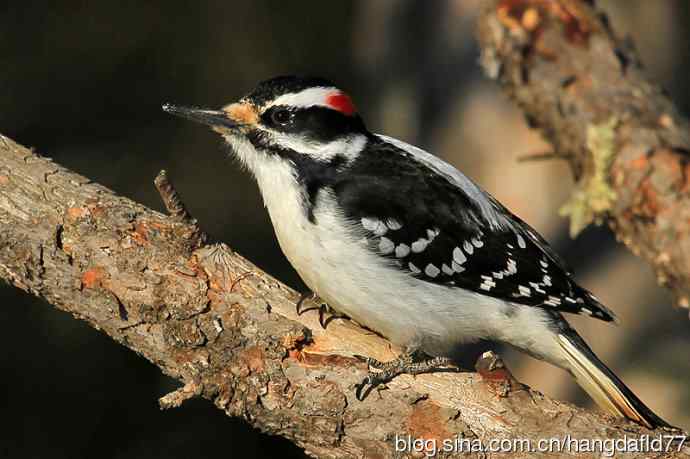 美国鸟类摄影——毛发啄木鸟（4）
