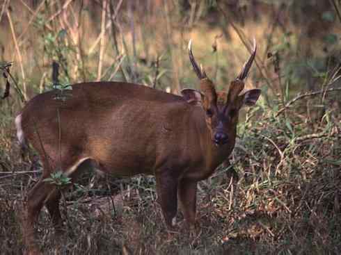 麒麟:传说的兽原型探秘(麋鹿) 麒麟:传说的兽原型探秘(麋鹿)
