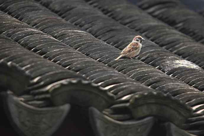 摄鸟拾趣（二） 麻雀