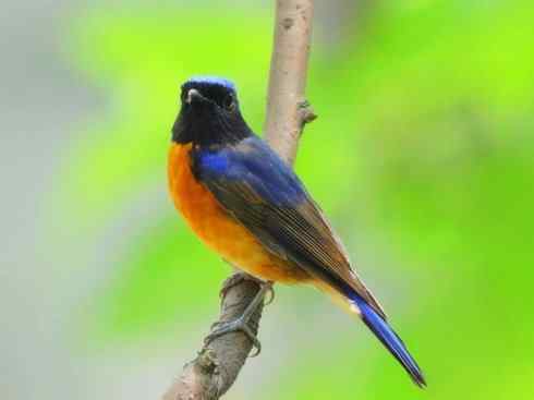 美丽无罪：雀鸟之仙鹟