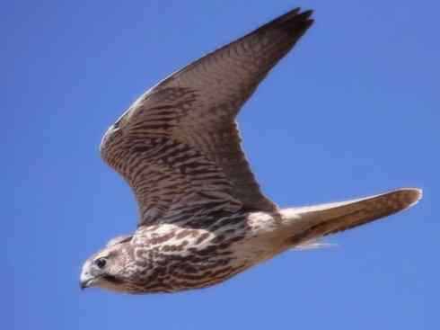 家禽驯化之源之六