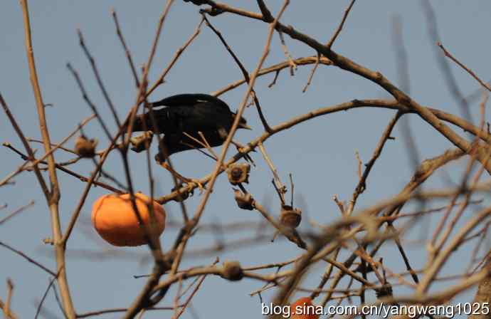 谁爱吃柿子?(八哥) 谁爱吃柿子?(八哥)