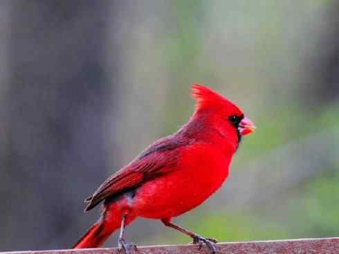 极品红色鸟类：红衣主教鸟