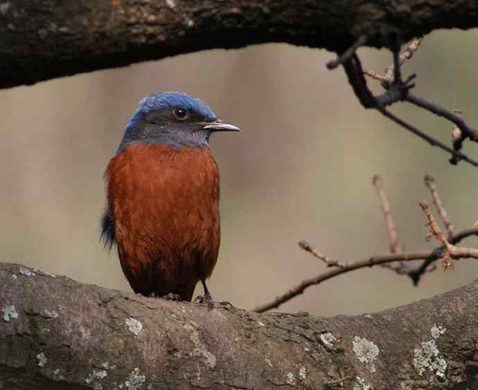 四川西昌鸟类摄影——栗腹叽鸫