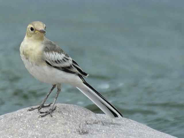 蒲洼围剿蓝矶鸫