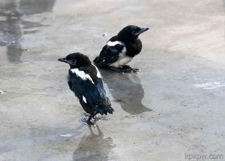 【散文诗】黑色大鸟从天而降