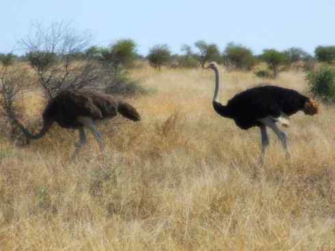 家禽驯化之源之十二