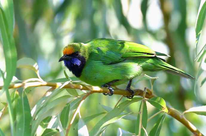 不知细叶谁来扮 wbr金额叶鹎似柳条