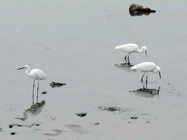 翠明湖畔观鸟儿情