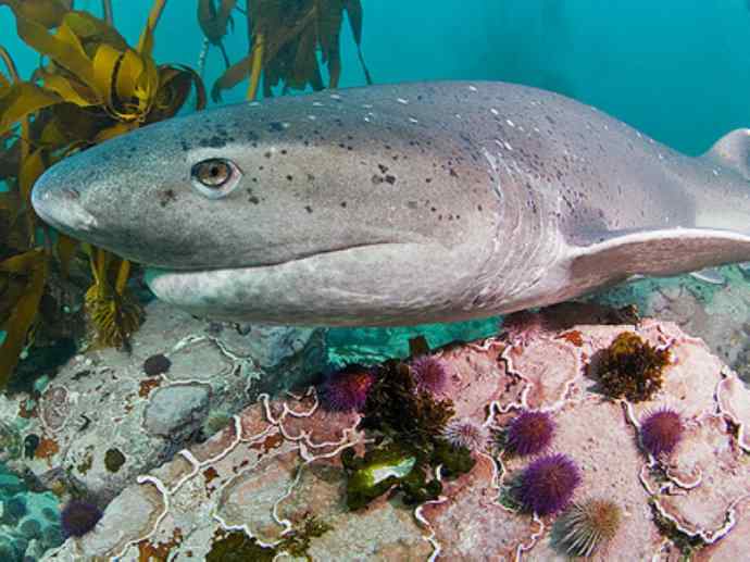 鱼类活化石：皱鳃鲨