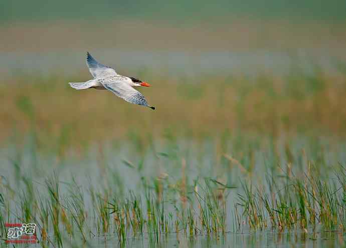 官厅水库&nbsp;wbr路&nbsp;wbr红嘴巨鸥
