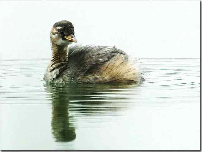 奥体公园观赏小鸊鷉