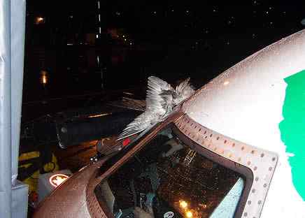 神七要是撞上鸟怎么办？