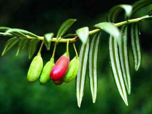 鱼类活化石:齿蝶鱼 鱼类活化石:齿蝶鱼