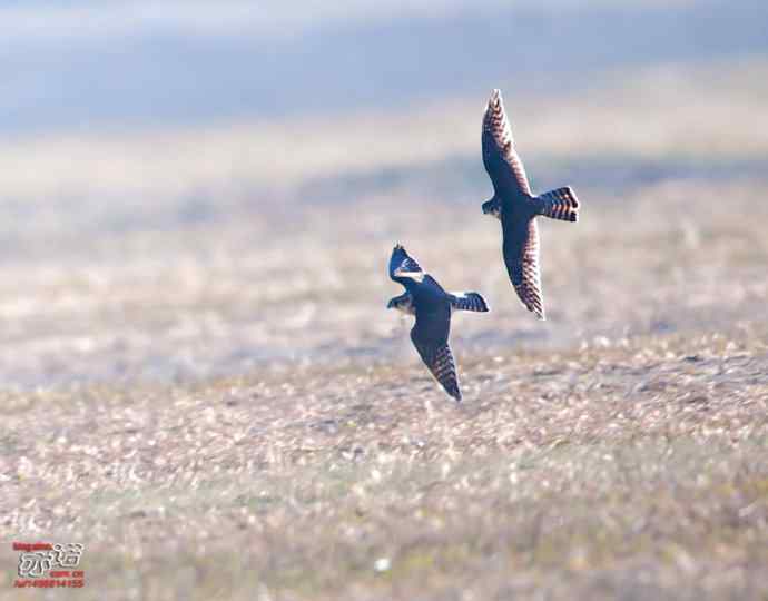 官厅水库&nbsp;wbr路&nbsp;wbr金秋十一猛