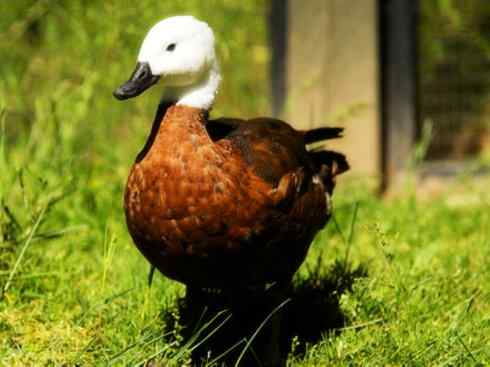 白头鸟系列：另类的美丽（黑胸麻鸭）