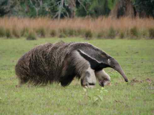盘点十二大著名食蚁动物:食蚁兽 盘点十二大著名食蚁动物:食蚁兽