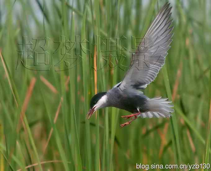 这世界，我来了！任凭风暴漩涡鈥︹Γㄗ橥迹25张图片）
