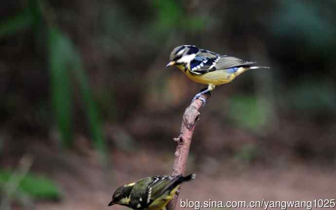 黄腹山雀（12）