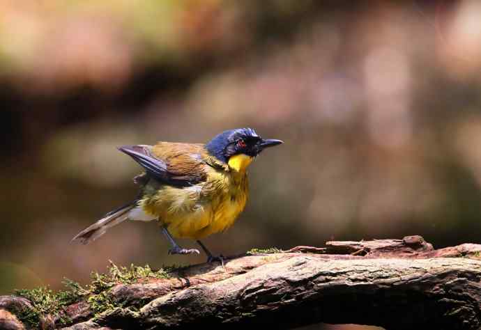 【半日相逢世界濒危小鸟---黄喉噪鹛】