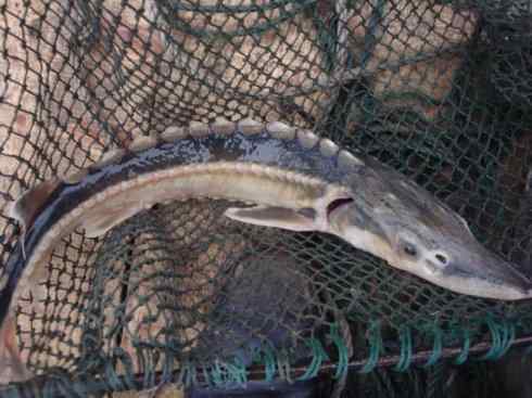 鱼类活化石:中华鲟 鱼类活化石:中华鲟