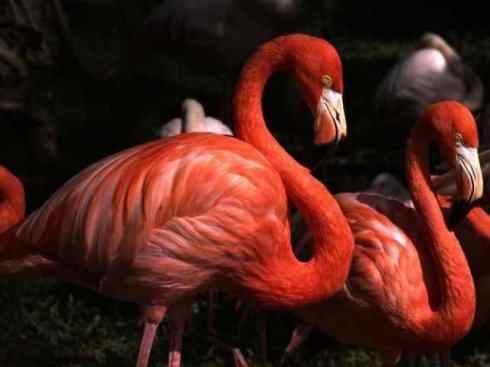 极品红色鸟类:火烈鸟 极品红色鸟类:火烈鸟