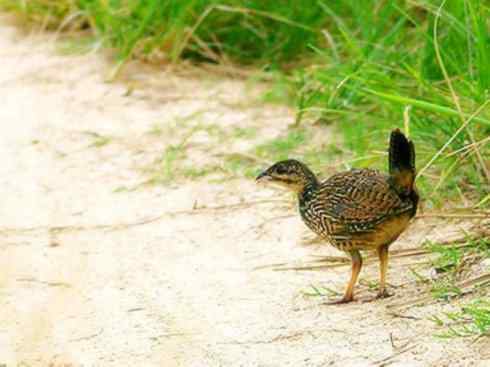 家禽驯化之源之九