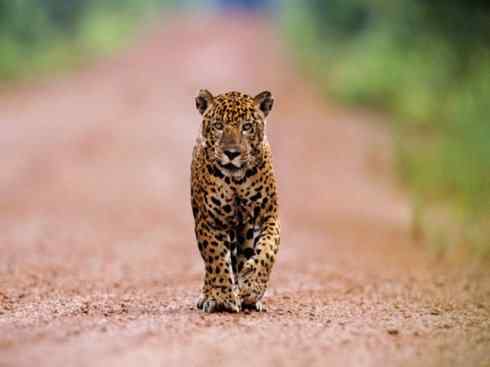 白虎：传说的兽原型探秘（美洲虎）