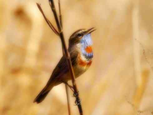 家禽驯化之源之二十七