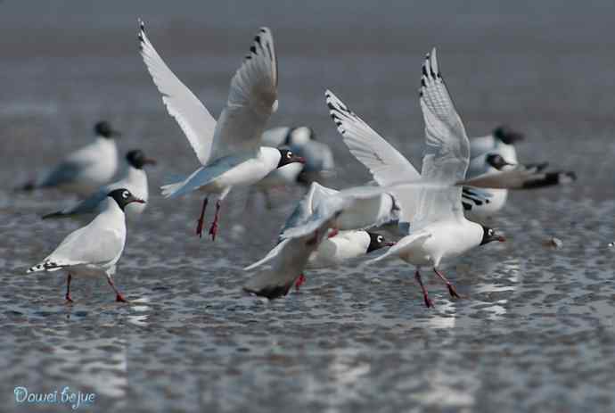 渤海湾的遗鸥迁徙潮