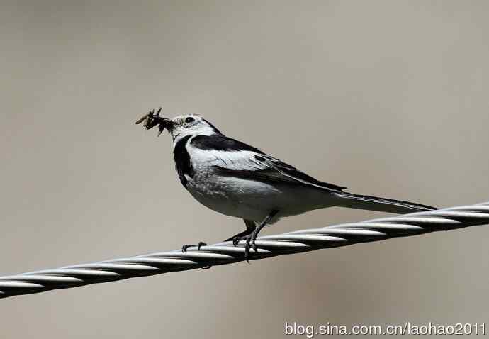 蓝矶鸫、蓝翡翠