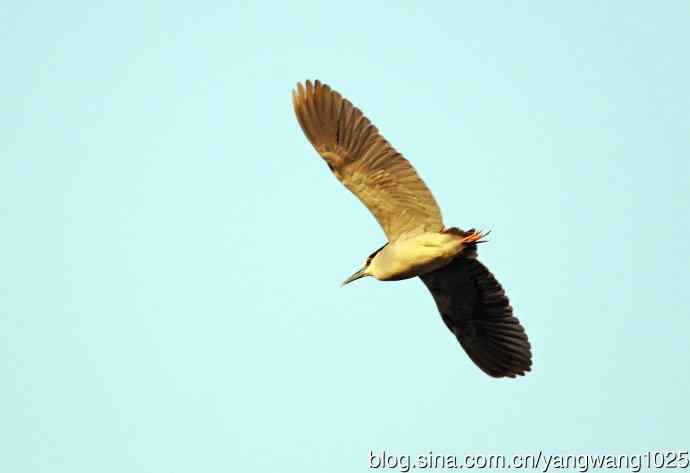 飞(夜鹭)51 飞(夜鹭)51