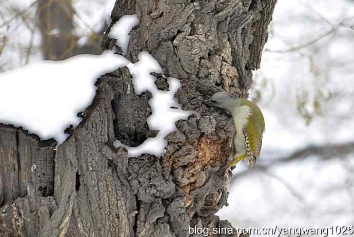 北京天坛公园的鸟类——灰头绿啄木鸟（雌性）