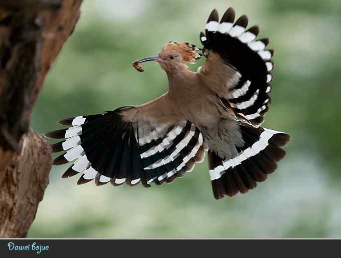 又到戴胜育雏时