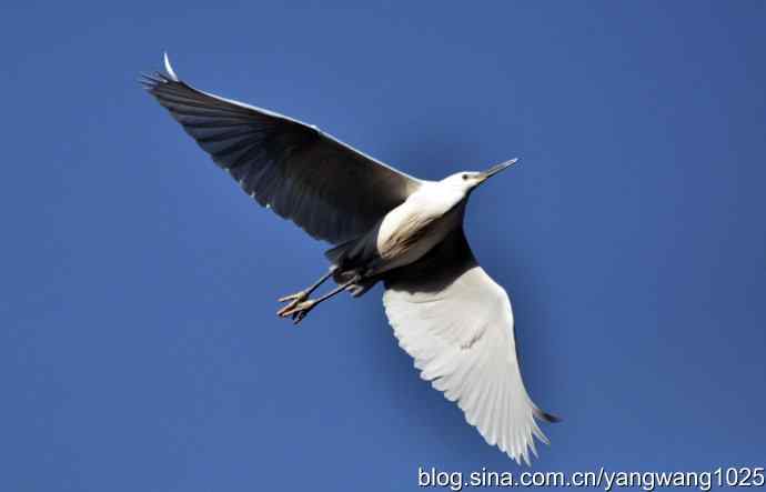 飞 wbr(白鹭) 飞 wbr(白鹭)