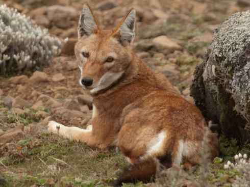 犬科：犬亚科犬属之西门豺、侧纹豺（胡狼类）