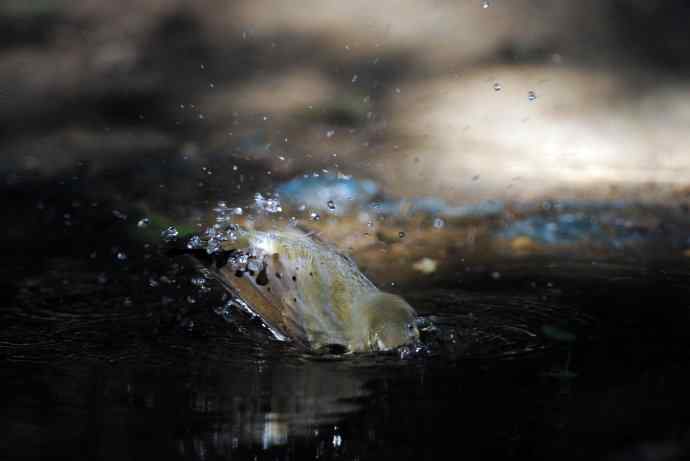 浴（雌性蓝歌鸲）