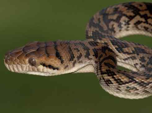 龙:传说的兽原型探秘(树蟒类) 龙:传说的兽原型探秘(树蟒类)