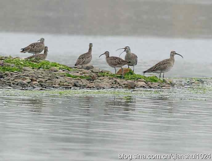湿地观鸟.中杓鹬