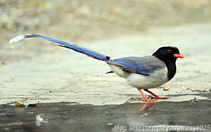 红嘴蓝鹊