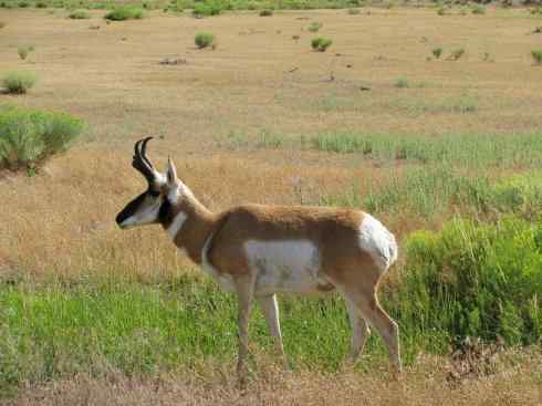 麒麟：传说的兽原型探秘（叉角羚）