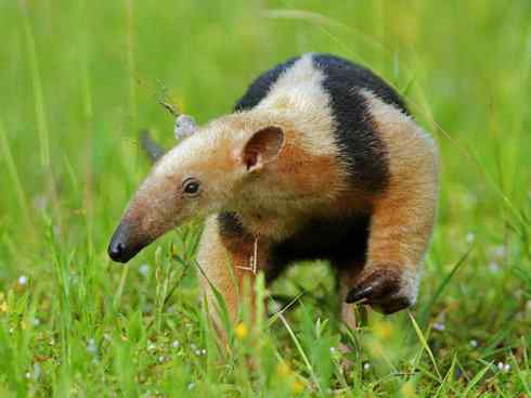 盘点十二大著名食蚁动物:食蚁兽 盘点十二大著名食蚁动物:食蚁兽